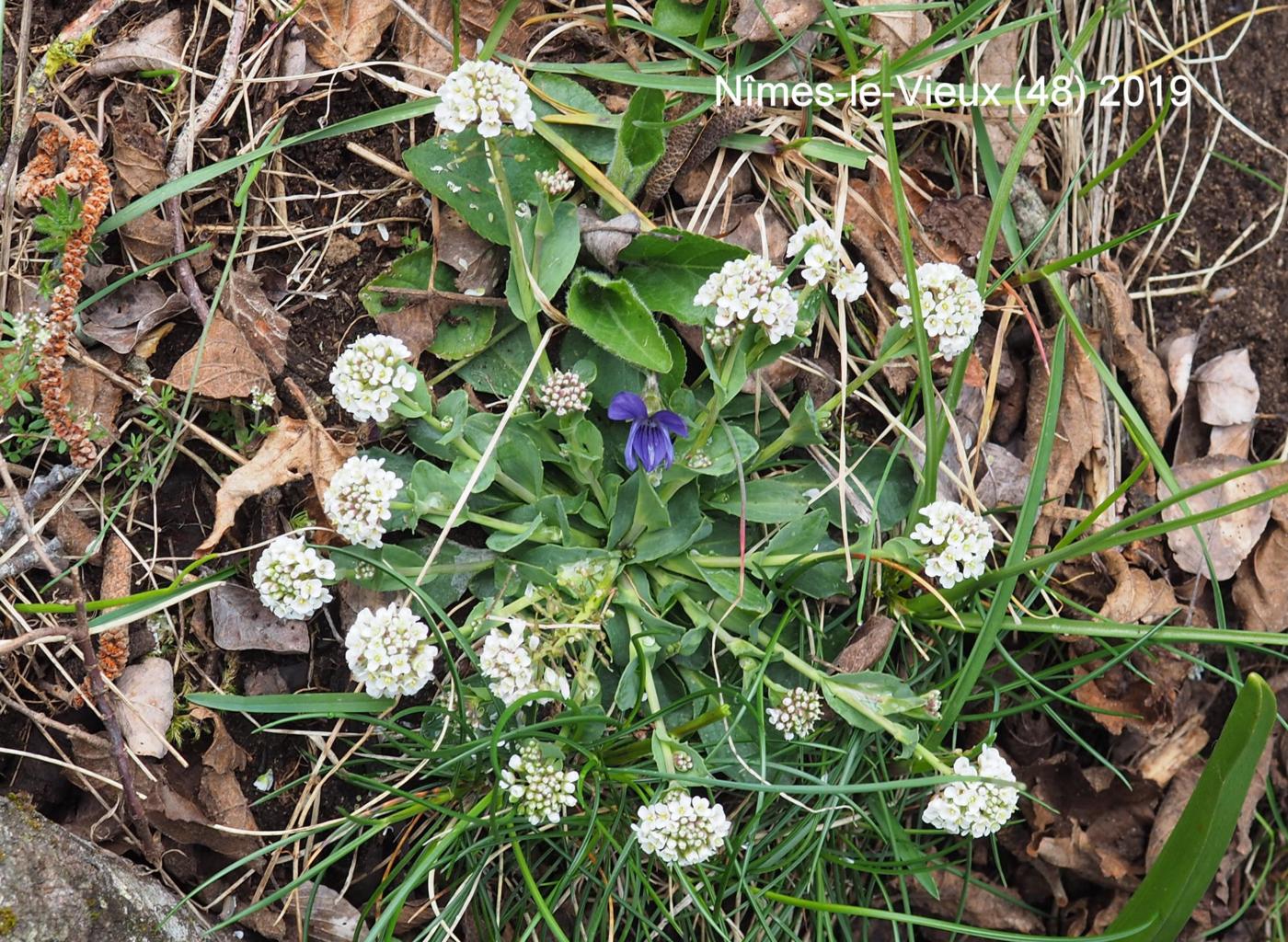 Pennycress, Perfoliate plant